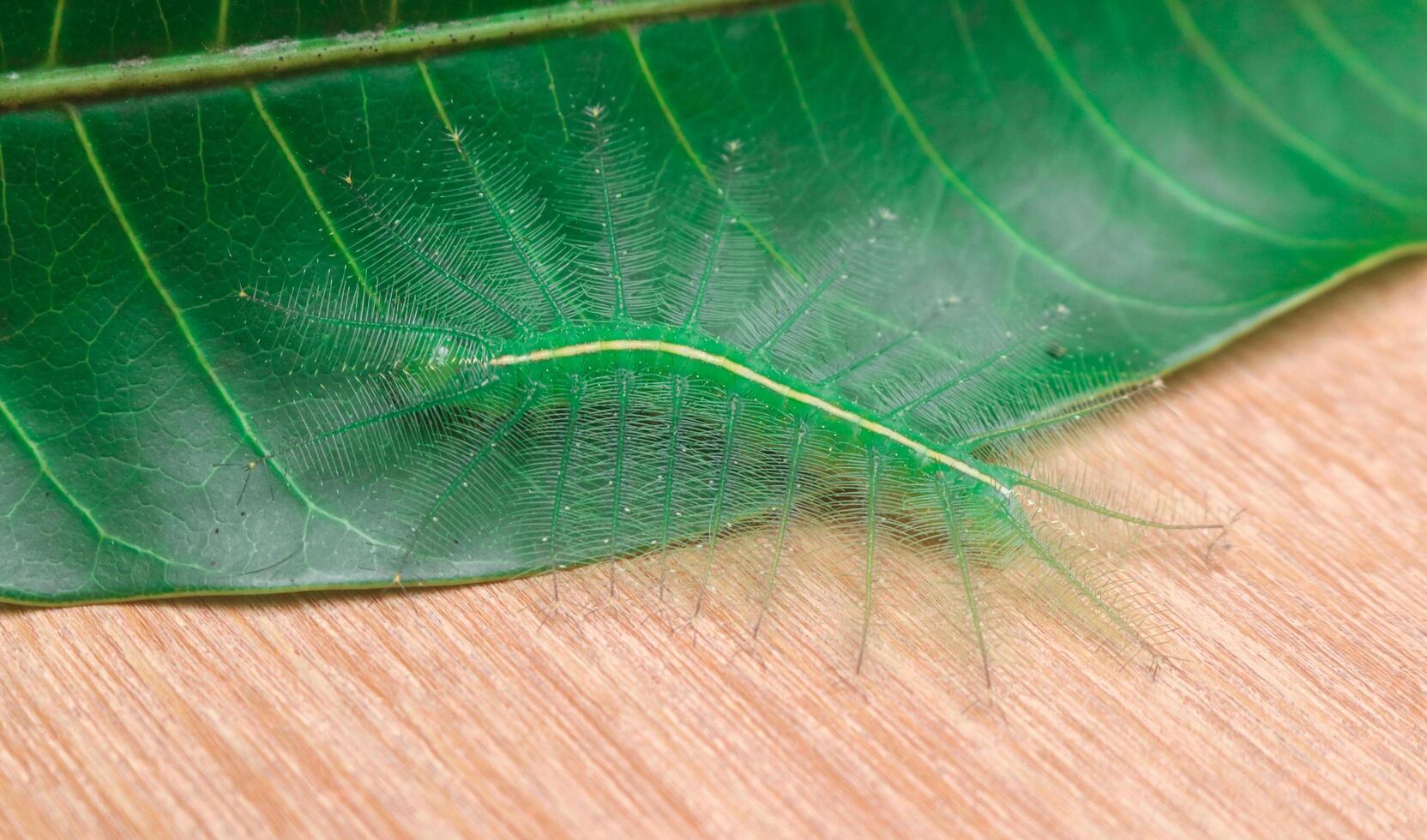 Caterpillars of the Common Gaudy Baron butterfly Euthalia lubentinacamouflage on green mango leaves. Green caterpillars camouflage on green leaves on wood background photo