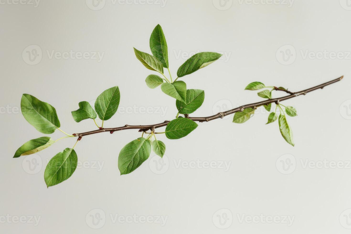 Tree branch with green leaves growing on white background photo