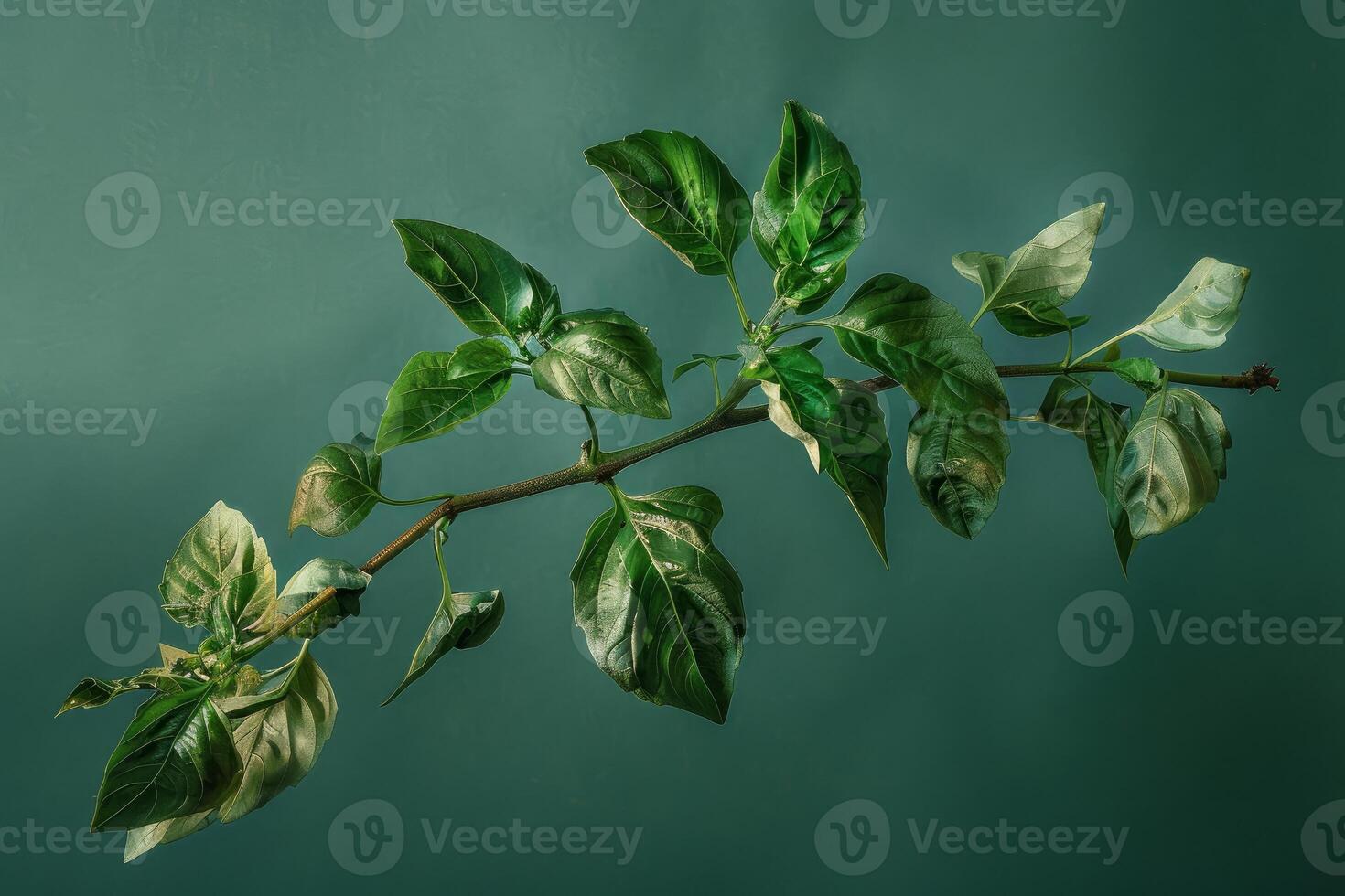 Branch of a plant growing with green leaves on green background photo