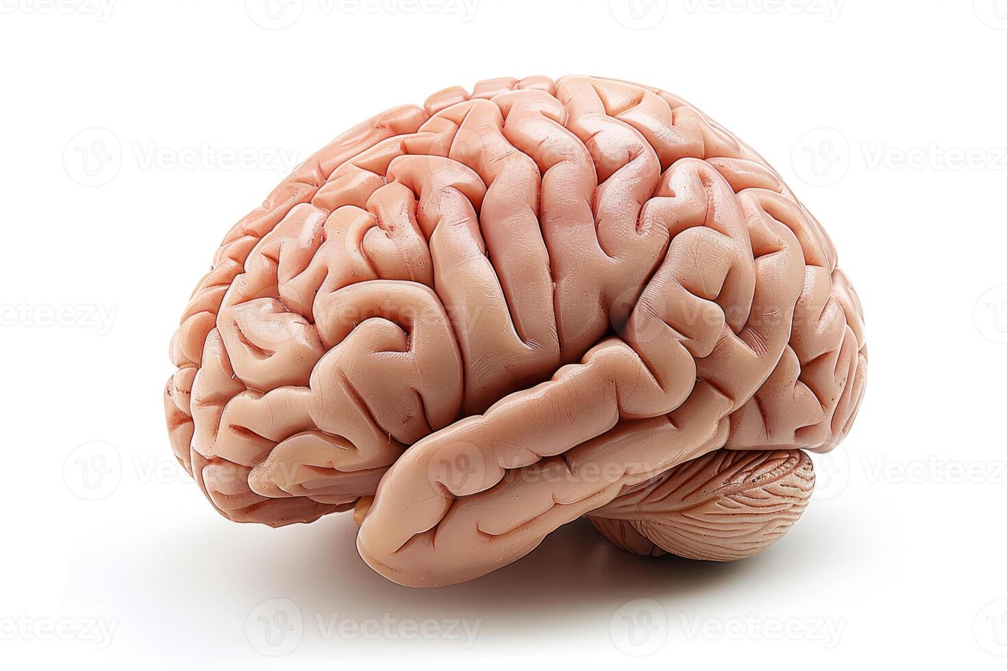 Human brain model resting on white background representing intelligence and creativity photo