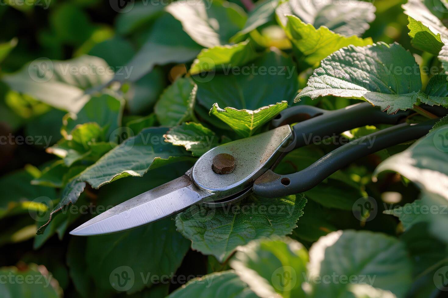 Gardening scissors lying on green leaves ready for pruning photo