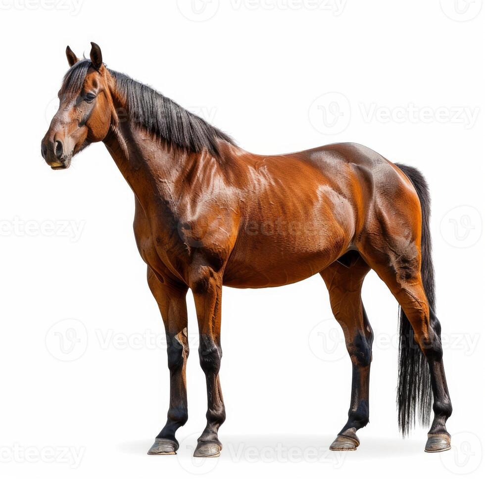 Beautiful brown horse standing on white background photo