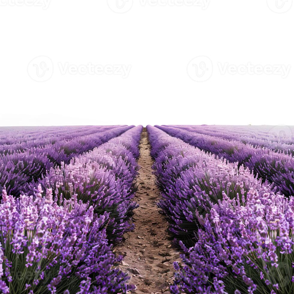 Blooming lavender field creating a path leading to the horizon on a foggy day photo