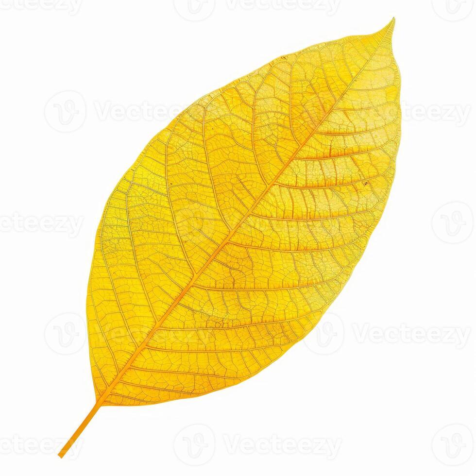 Vibrant yellow autumn leaf showing intricate vein structure on white background photo