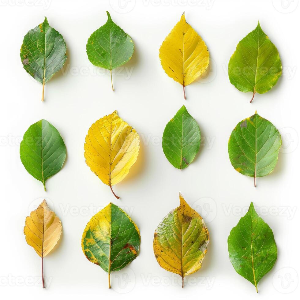 Twelve poplar leaves, arranged in a grid on a white background, displaying various stages of changing color during the fall season photo