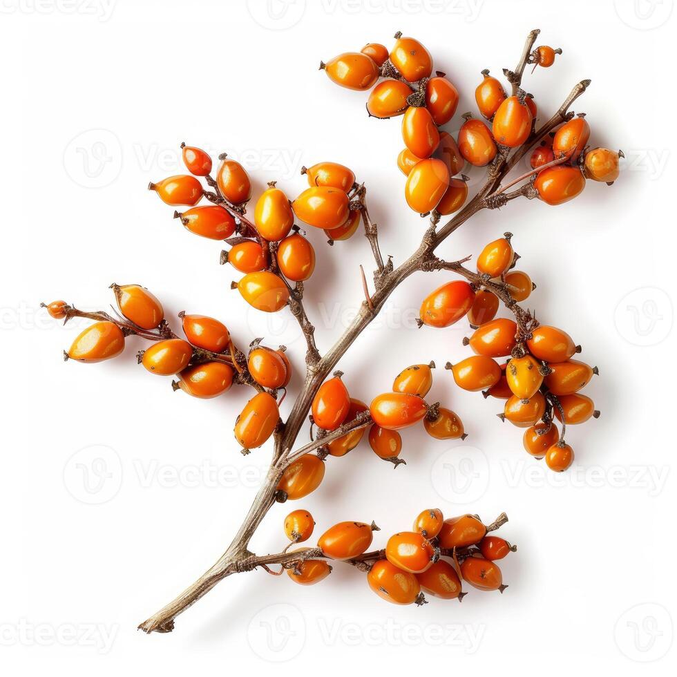 Sea buckthorn branch displaying ripe orange berries on white background photo