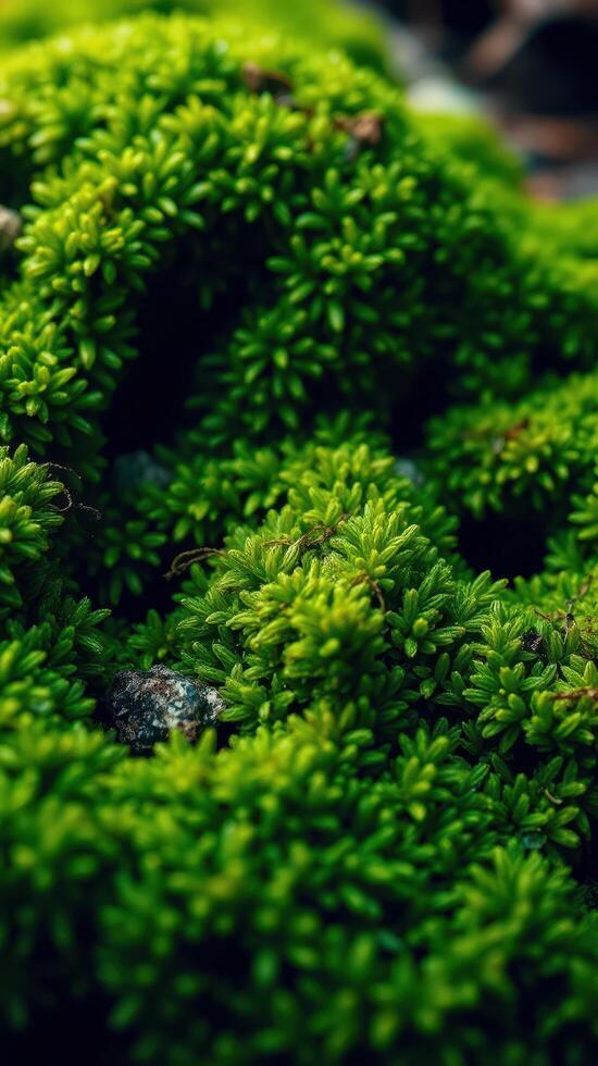 Green moss on the ground photo