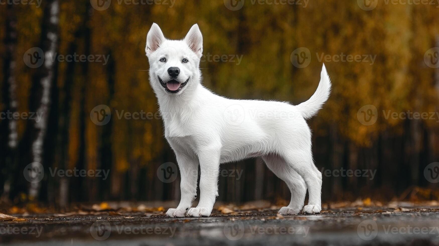 Happy white husky puppy standing in autumn forest photo