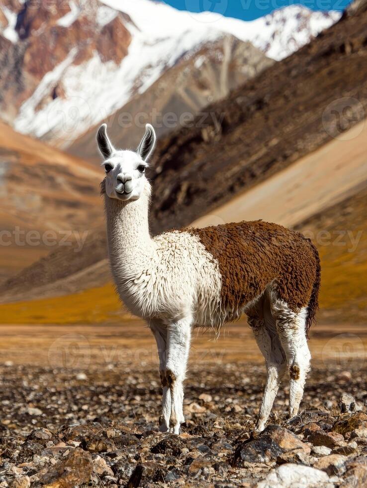 Llama standing in rocky terrain with mountains in the background photo