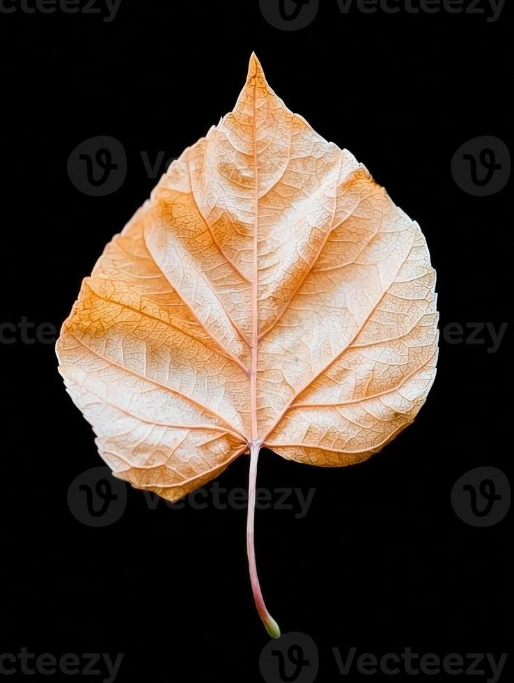 Dried leaf on black background photo