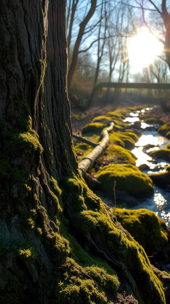 A tree trunk with moss growing on it photo