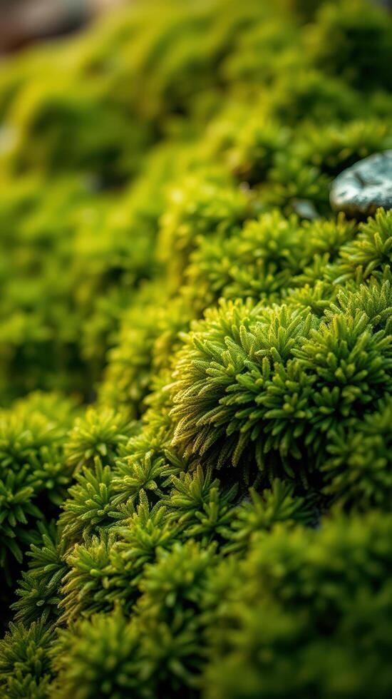 A close up of green moss on a rock photo