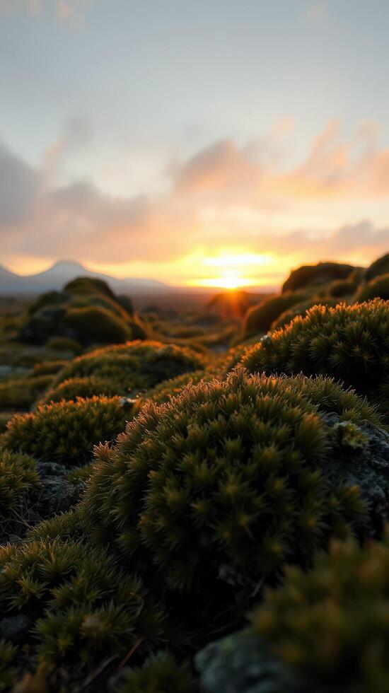 A sunset over a field of moss photo