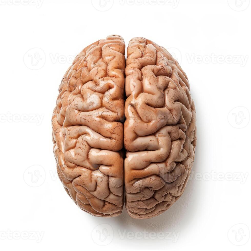 Real human brain isolated on white background showing hemispheres photo