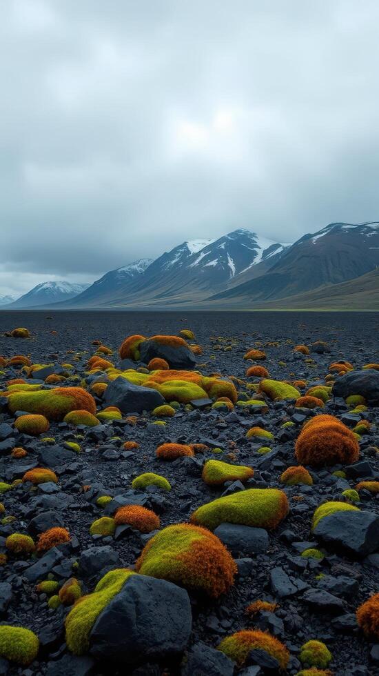 A field of moss and rocks in iceland photo