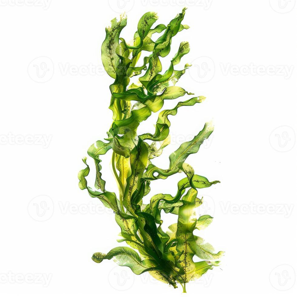 Green seaweed floating on white background showing its structure photo