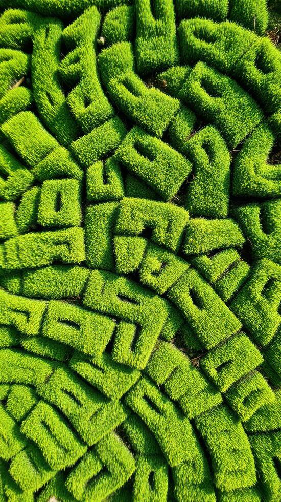 An aerial view of a maze made of green grass photo