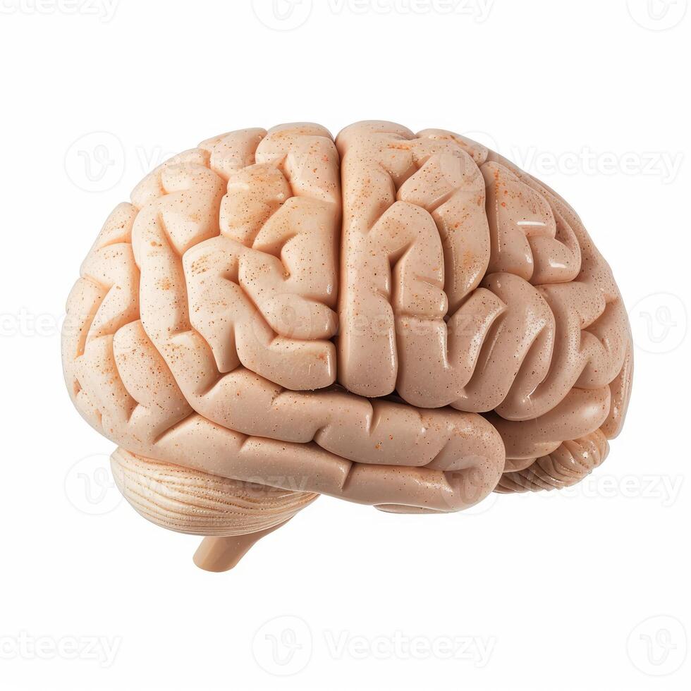 Realistic anatomical model of human brain isolated on white background photo