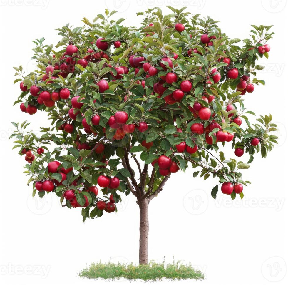 Small apple tree full of ripe red apples growing in green grass photo