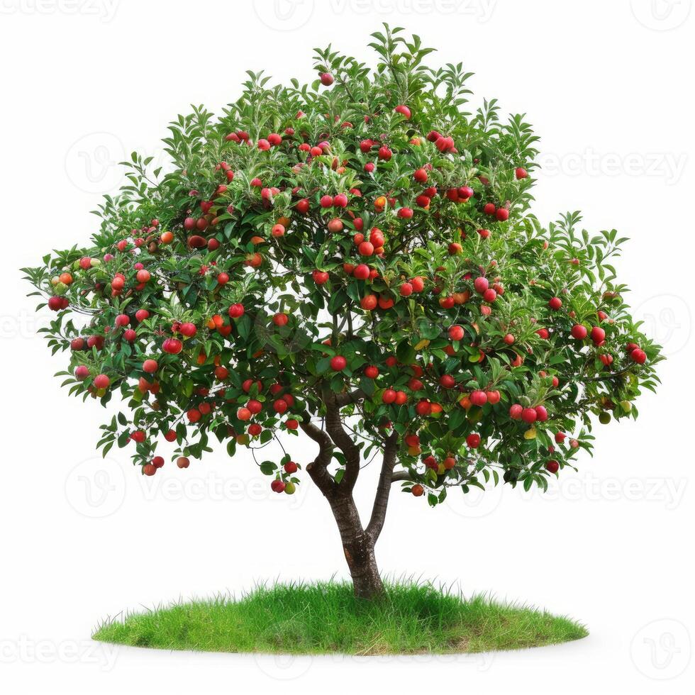 Apple tree full of ripe red apples growing on grass patch photo