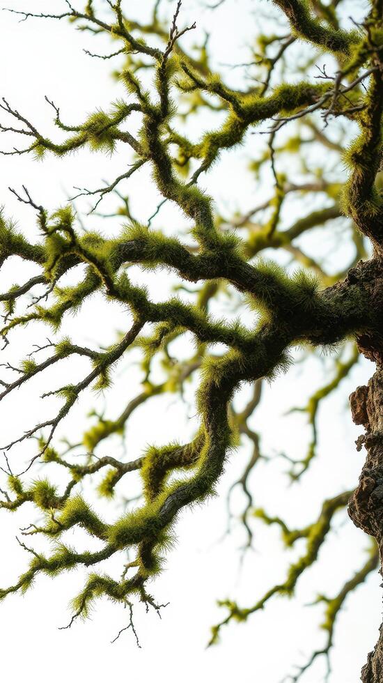 A tree with moss growing on it photo