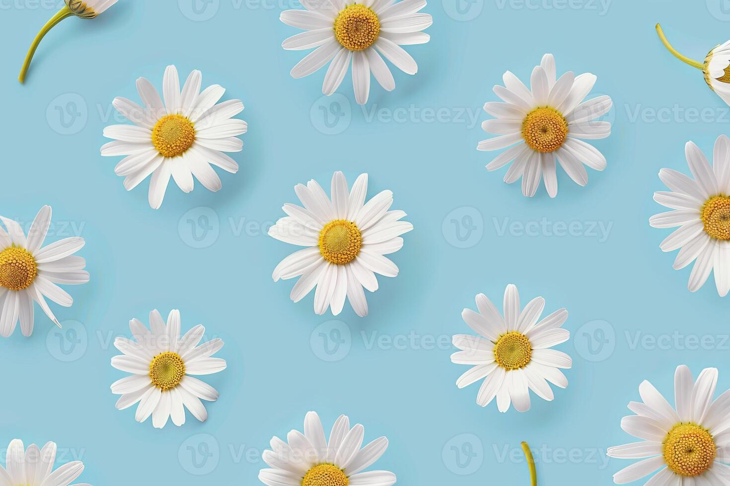 White daisies and buds creating a floral pattern on light blue background photo