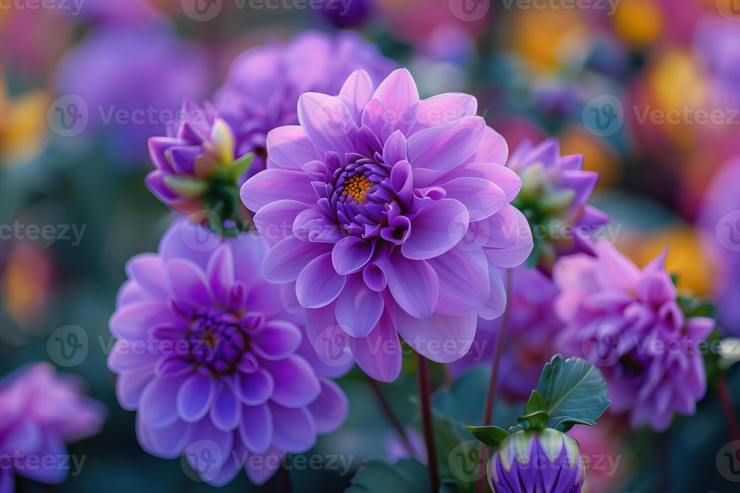 Beautiful light purple dahlia flowers blooming in garden photo