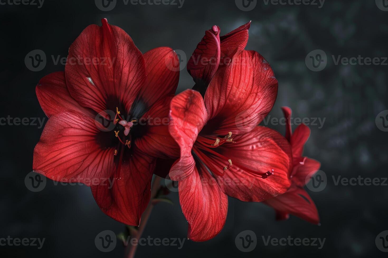 Red amaryllis flowers blooming on dark background photo
