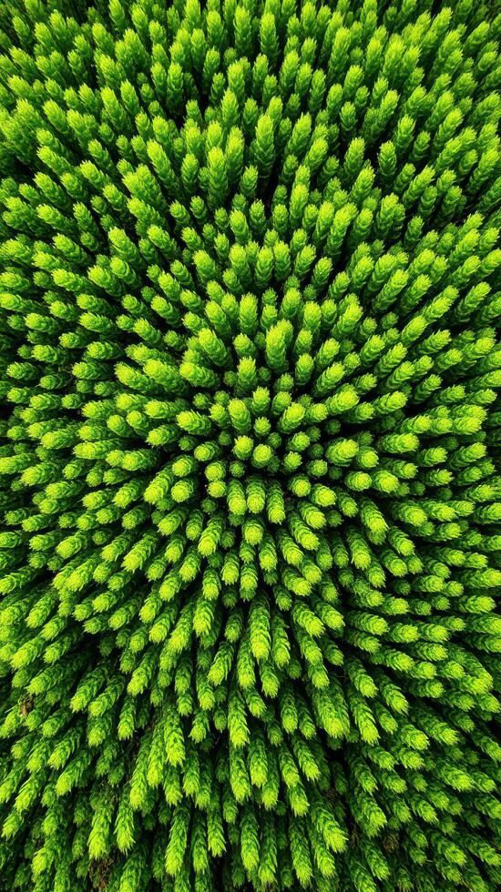 Top view of green pine tree branches photo