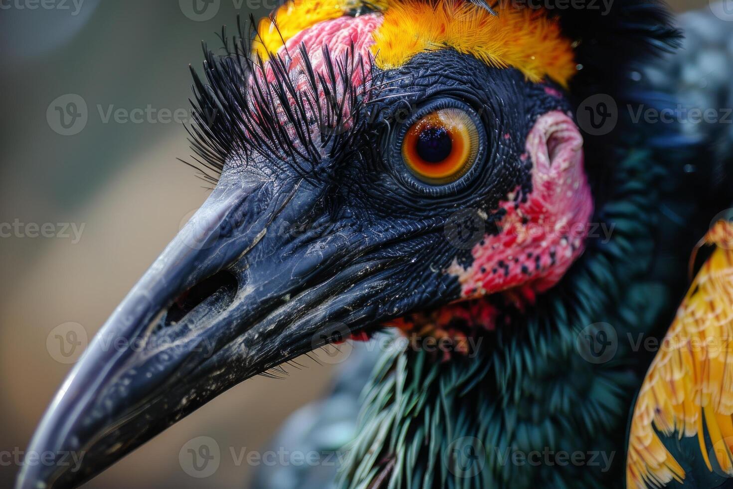 Southern ground hornbill showing its colorful plumage and powerful beak photo