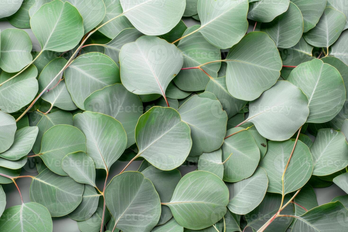 Eucalyptus leaves forming a green and textured background photo