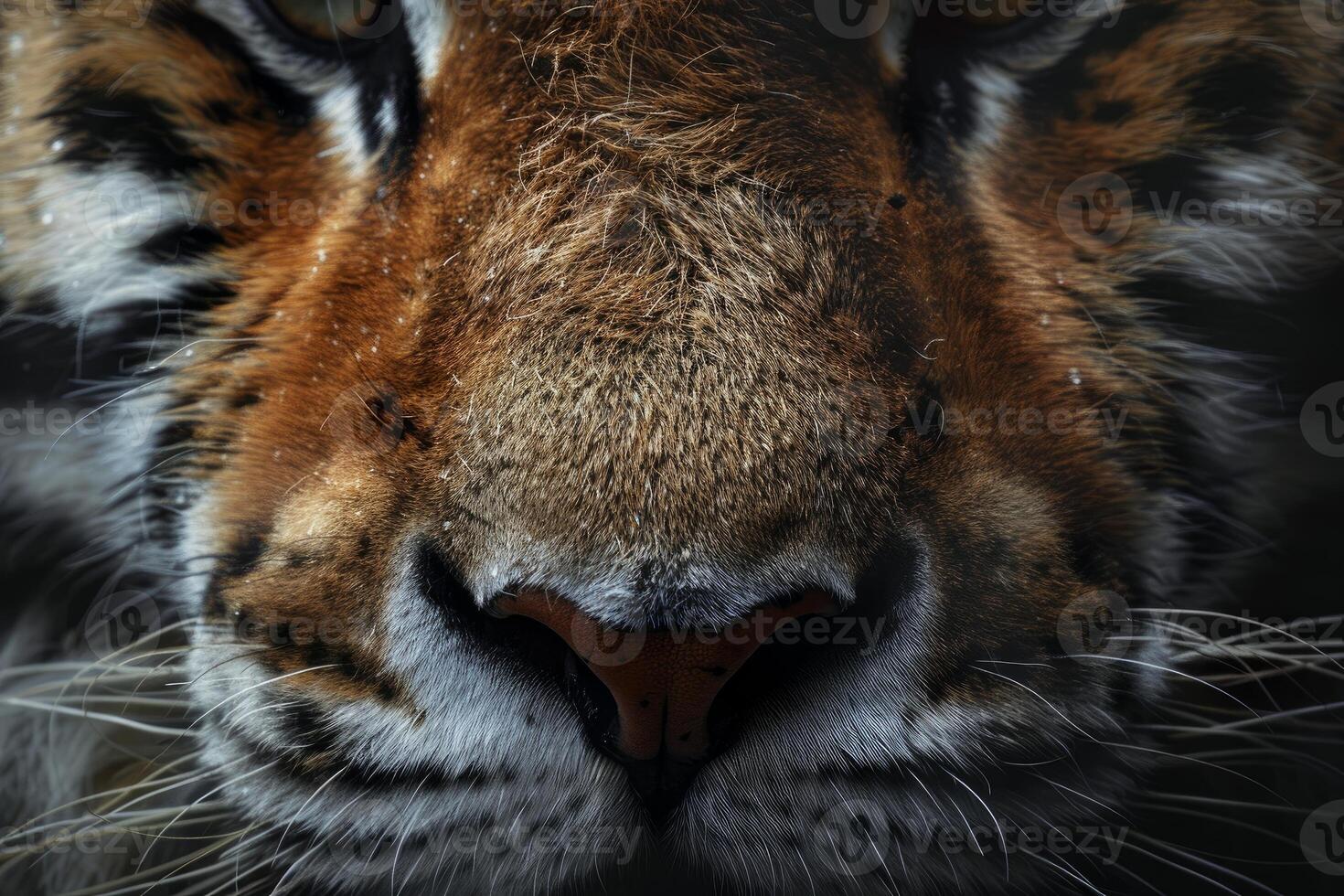 Close up of siberian tiger snout showing fur and whiskers photo