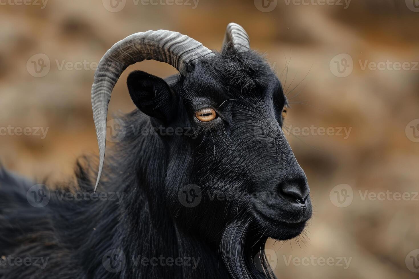 Portrait of a majestic black goat with impressive horns in a natural setting photo