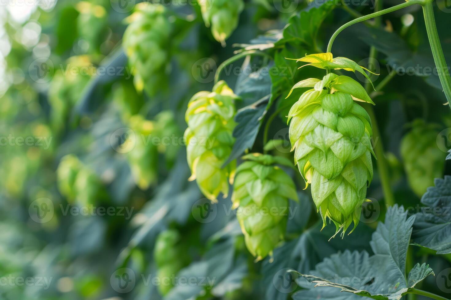 Fresh hops growing on vine in sunny hop field for beer production photo