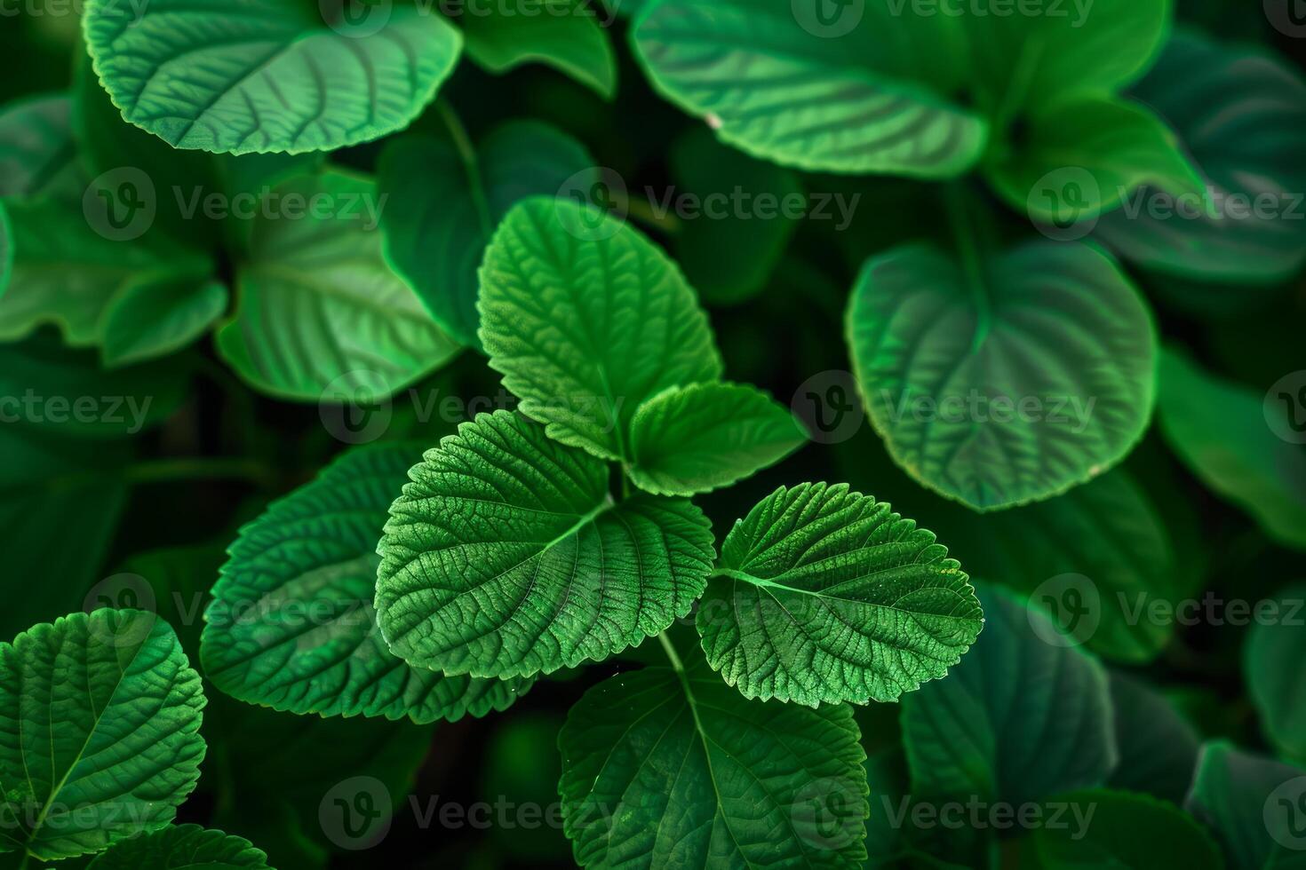 Vibrant leaves creating lush natural background photo