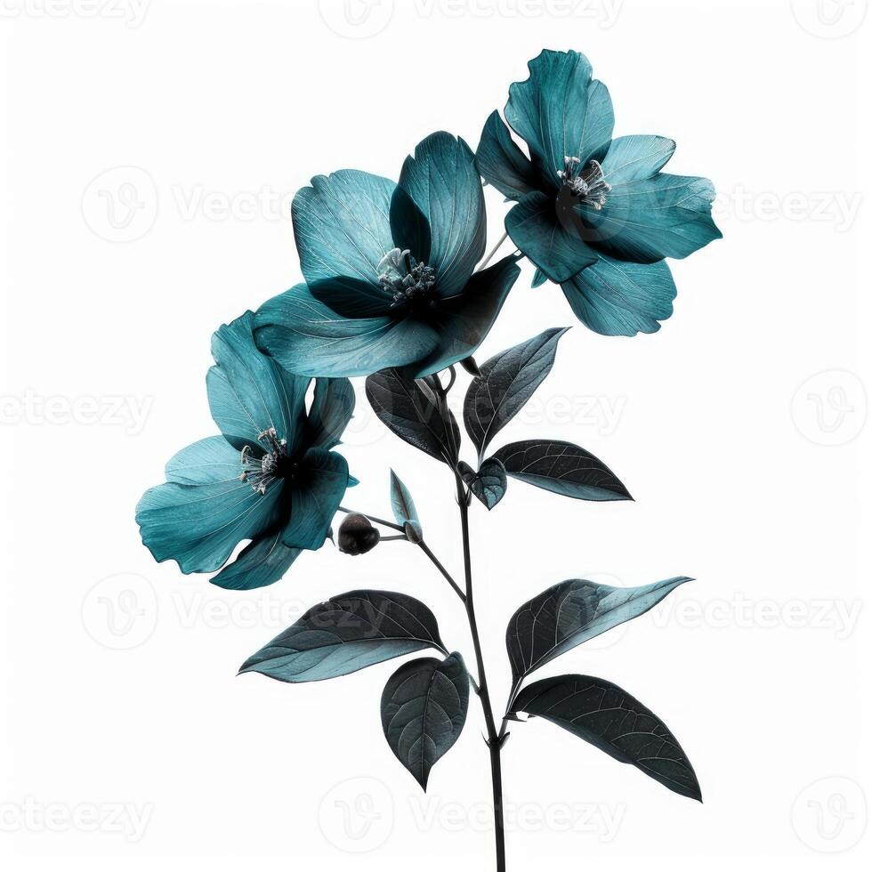 Blooming turquoise flowers with dark green leaves on white background photo
