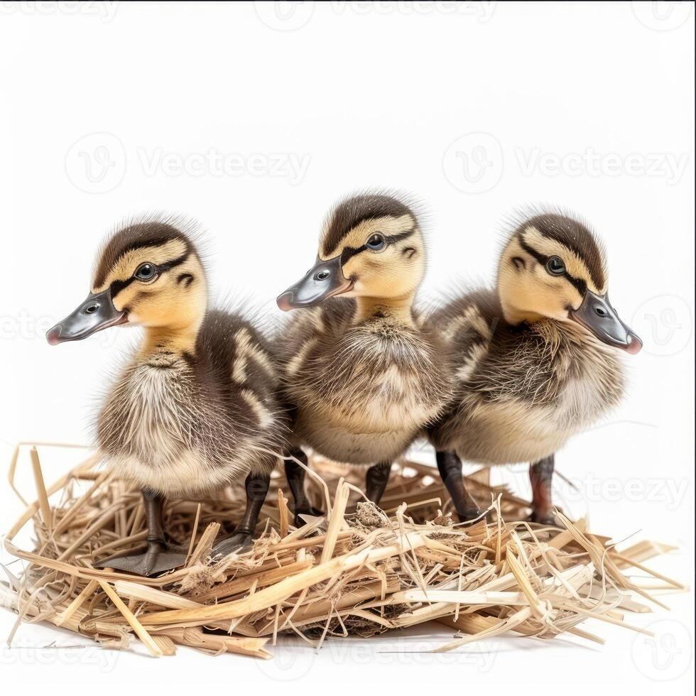 Three cute ducklings standing in nest on white background photo