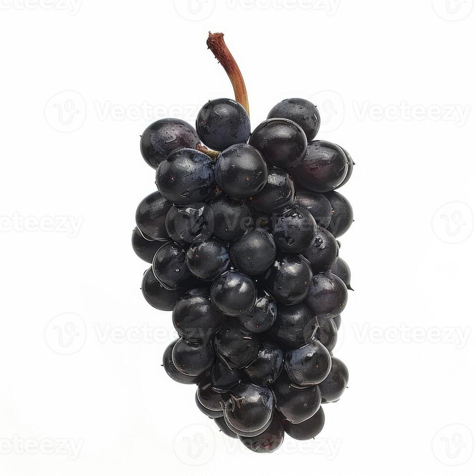 Bunch of fresh black grapes hanging on white photo