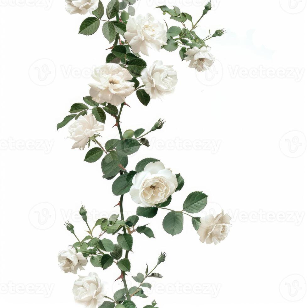 White roses blooming on a thorny vine with green leaves photo