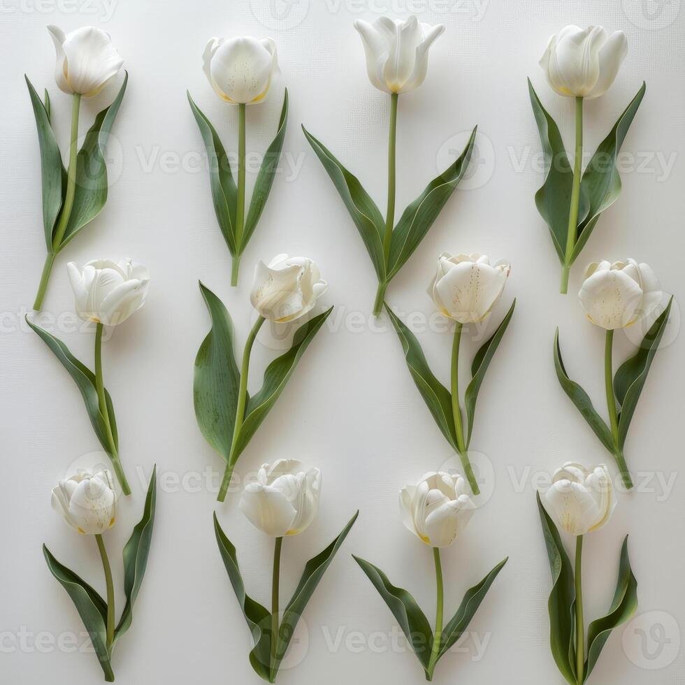Twelve white tulips arranged on white background creating floral pattern photo