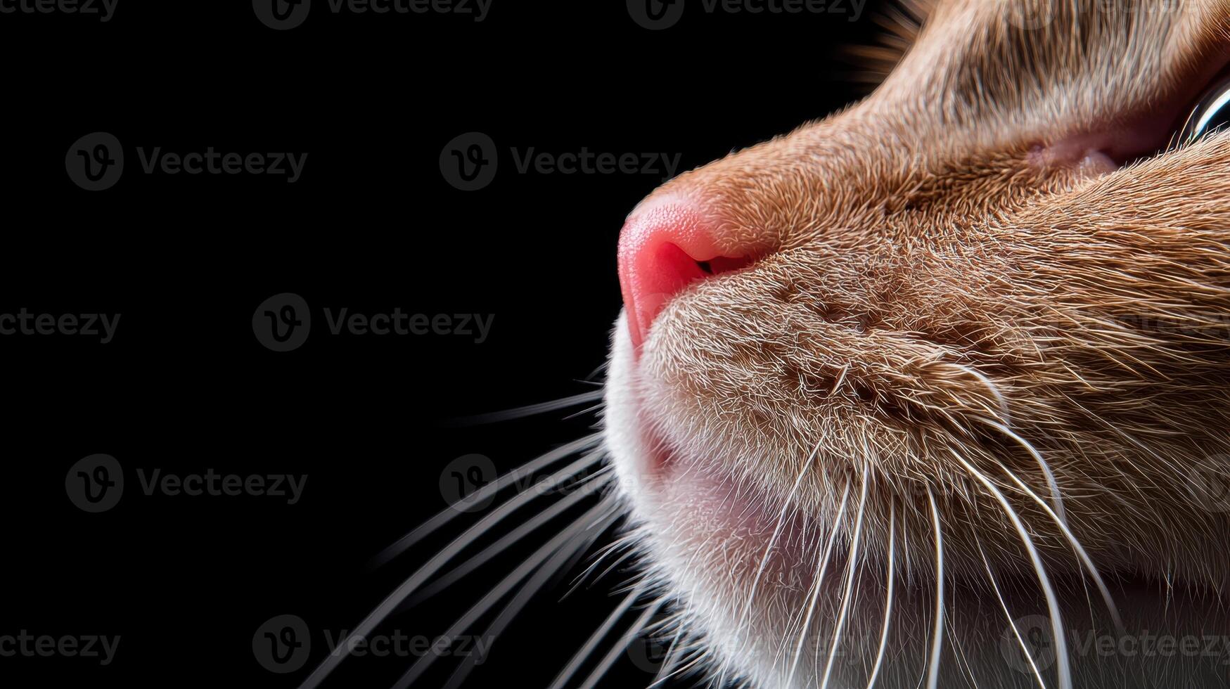 Close up of a ginger cats whiskers and nose photo