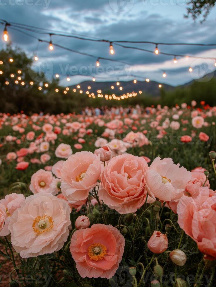 Pink poppy field at dusk with string lights photo