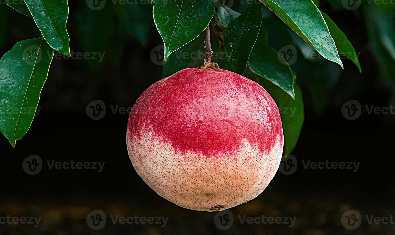 Close up of a ripe, red and white fruit hanging from a tree branch photo