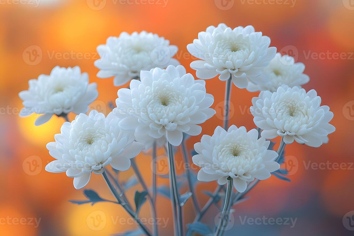 Elegant White Chrysanthemums Against a Warm Autumn Bokeh Background for Floral-Themed Designs photo