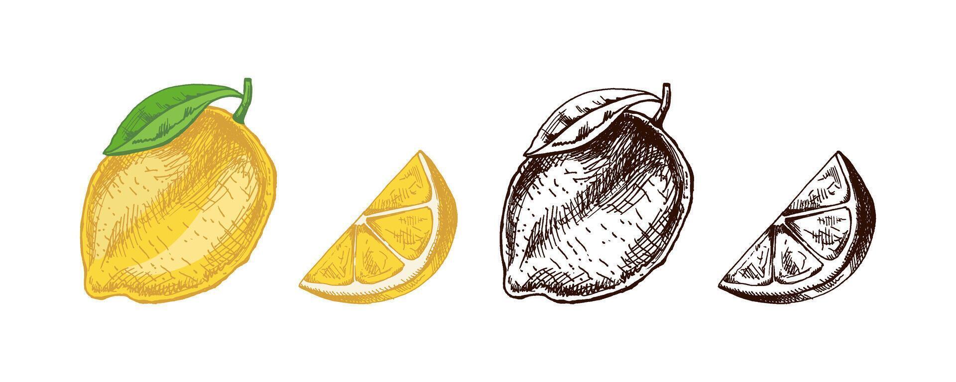 Botanical lemon sketch with citrus fruit flowers and foliage vector