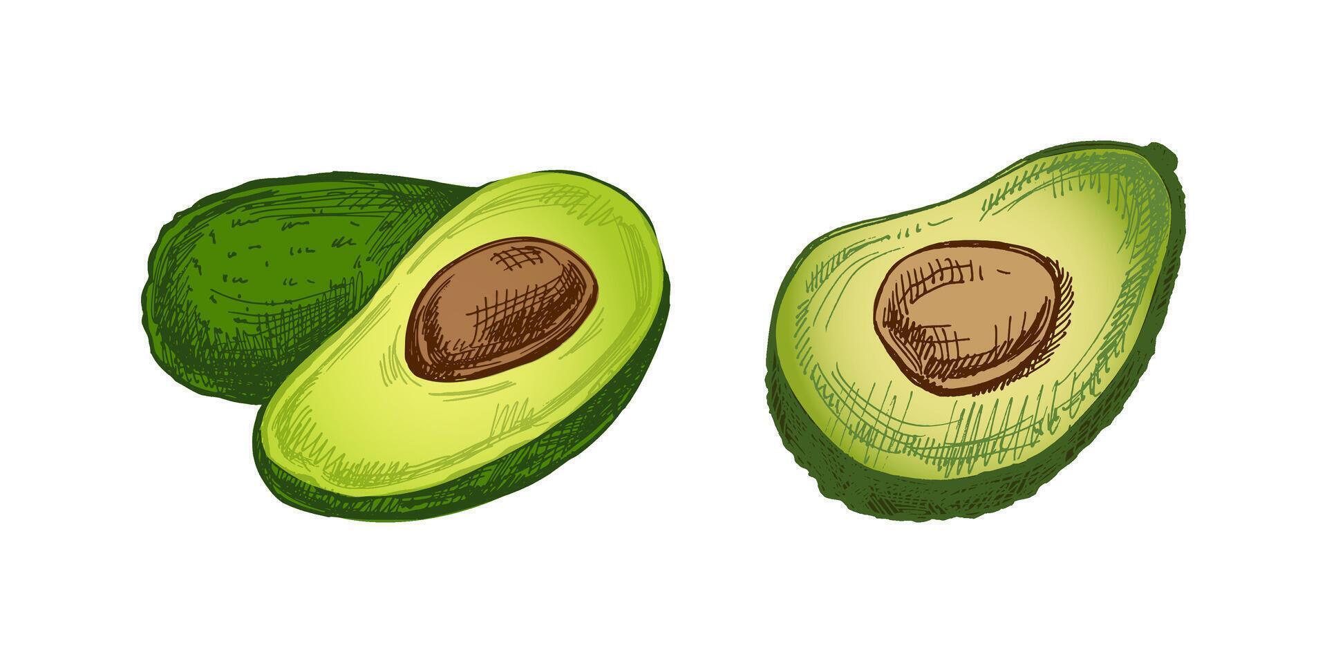Avocados sketch. Vintage drawing of ripe avocado and avocado half. Black ink outline food sketch illustration. Mexican food, cuisine. An illustration for the menu. Latin America. vector