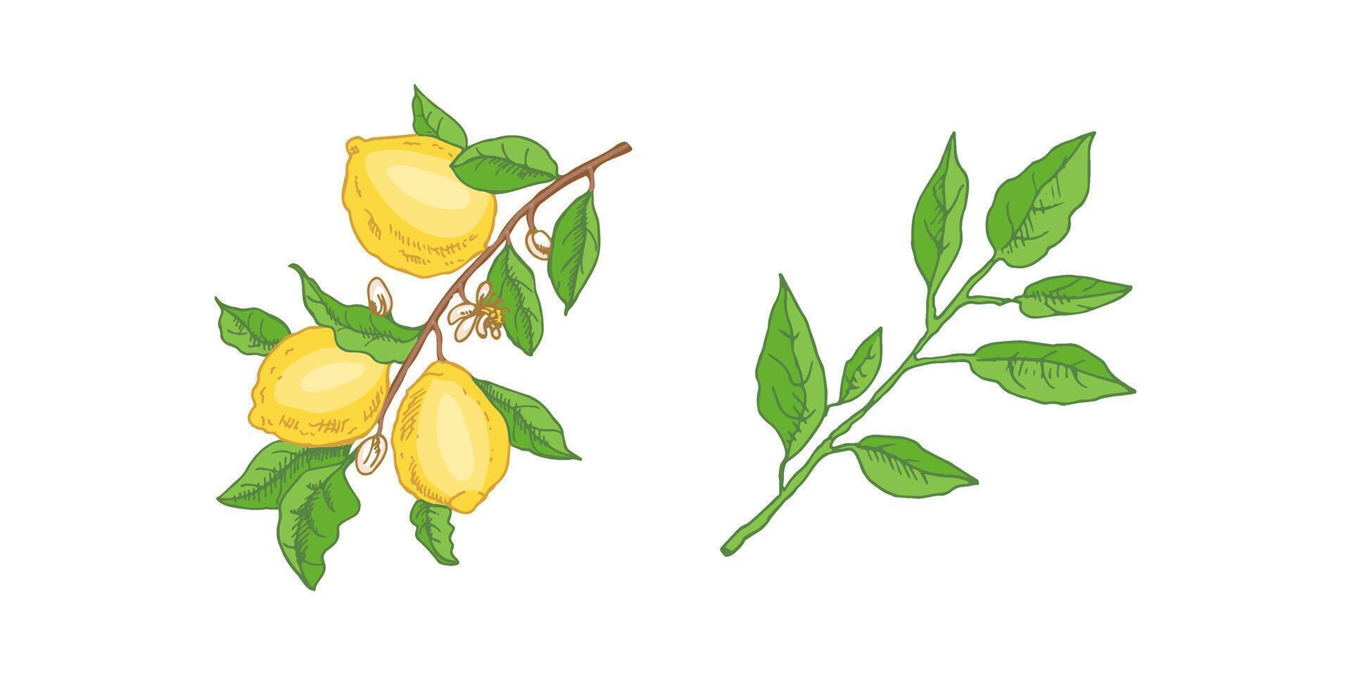 Vintage citrus illustration with lemon branch leaves and blossoms vector