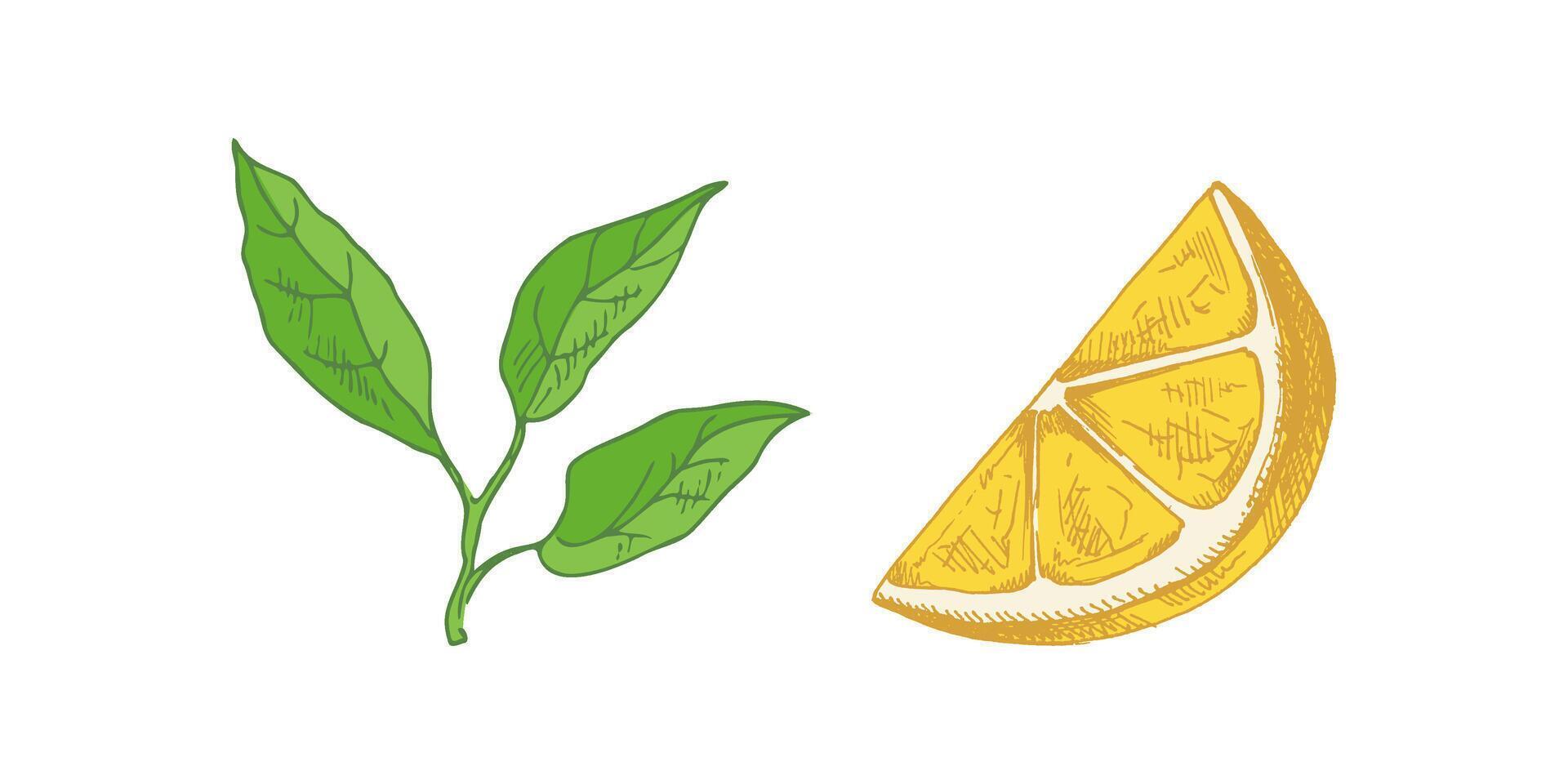 Sketch of Lemon in Hand-Drawn Style with Slices and Leaves vector