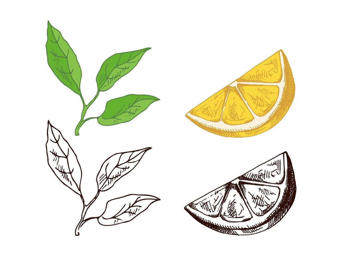 Sketch of Lemon, Slice, and Half with Leaves in Hand-Drawn Style vector