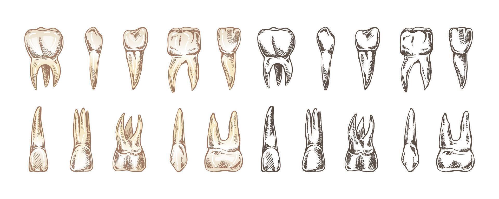 Hand drawn teeth sketch including fangs molars and treatment vector